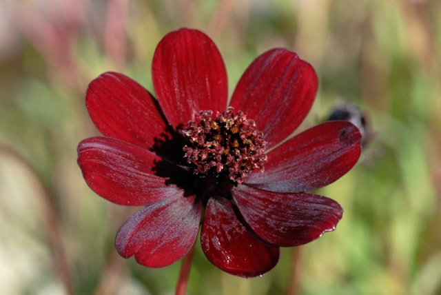 Chocolate Cosmos - Shutterstock