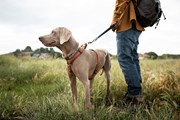 Dog on a lead Pic: Dog on a lead Pic