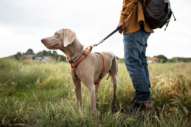 Dog on a lead Pic