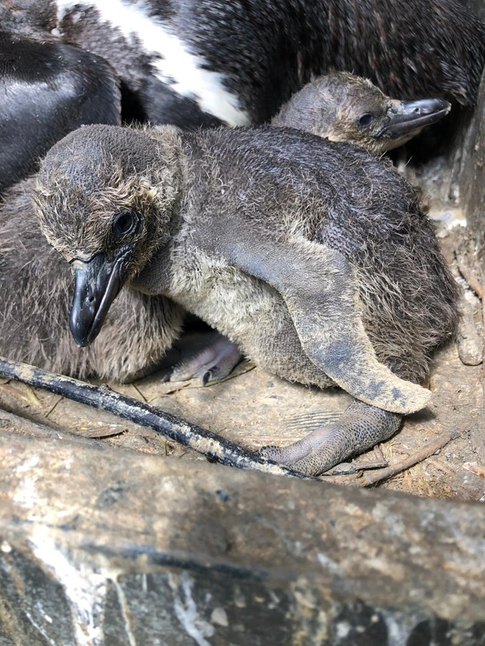 Lotherton penguin chicks: The penguin chicks at Lotherton when they were just a few weeks old after hatching during lockdown,