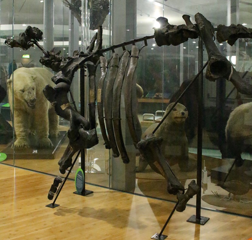 Leeds Museums and Galleries object of the week- The Armley hippo: ah.jpg