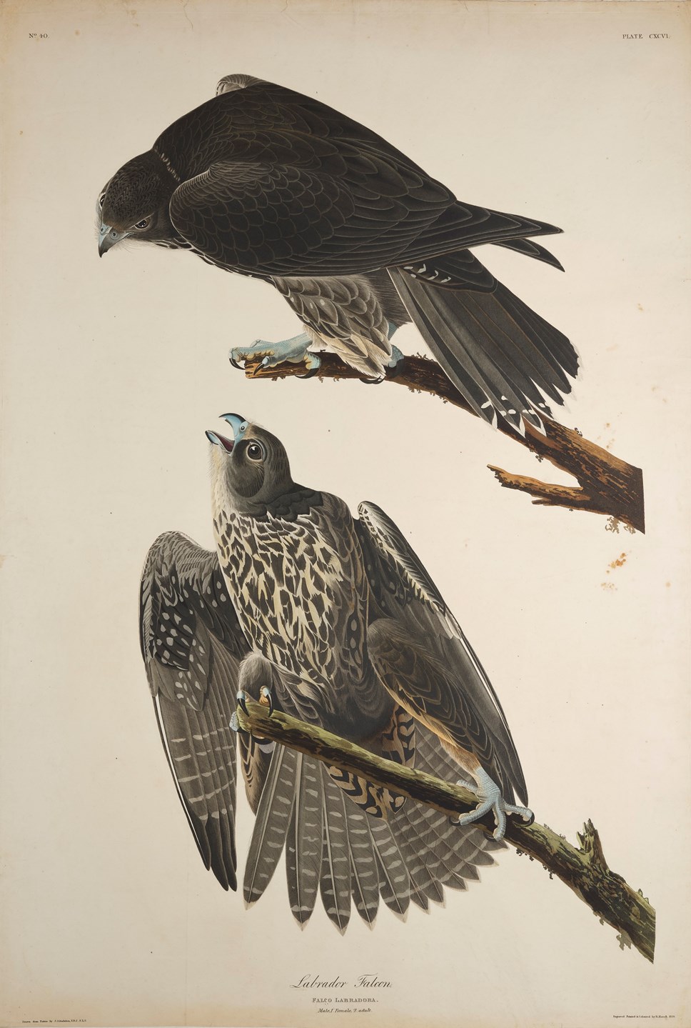 Print Depicting Labrador Falcons From Birds Of America, By John James 