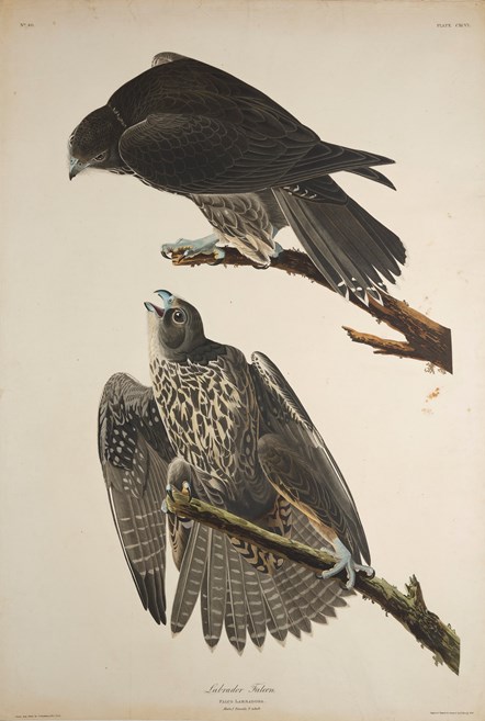 Print depicting Labrador Falcons from Birds of America, by John James Audubon. Image © National Museums Scotland