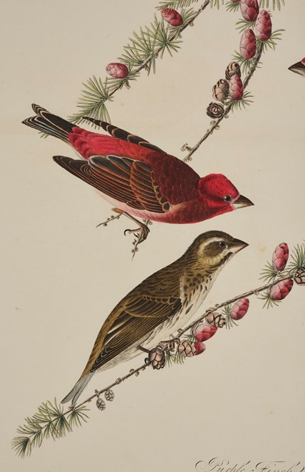 Detail of a print depicting Purple Finches from Birds of America, by John James Audubon. Image © National Museums Scotland