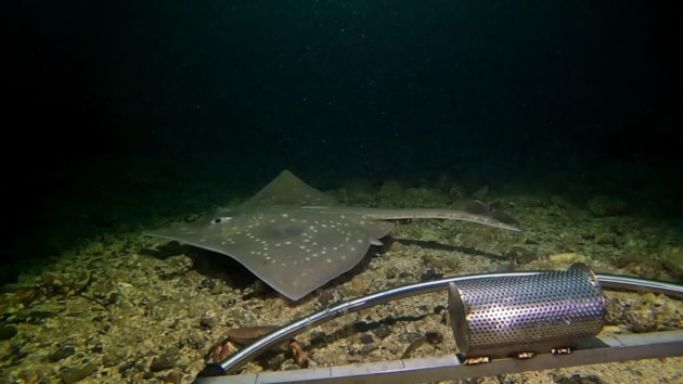 Flapper skate with baited camera - one-time use only in conjunction with this press release - credit Orkney Skate Trust