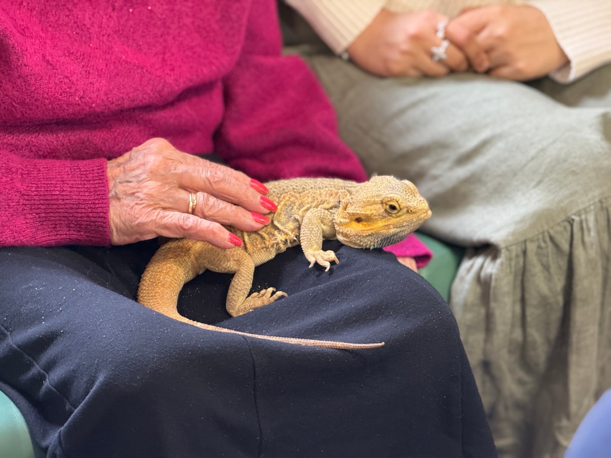 Bearded dragon at Castleford care home
