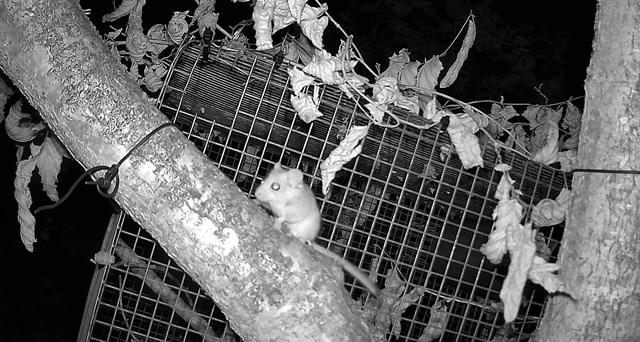 Smile for the camera! AI and machine learning help railway’s cutest neighbours, thanks to Network Rail, ZSL and Google Cloud partnership: Dormice camera traps-2
