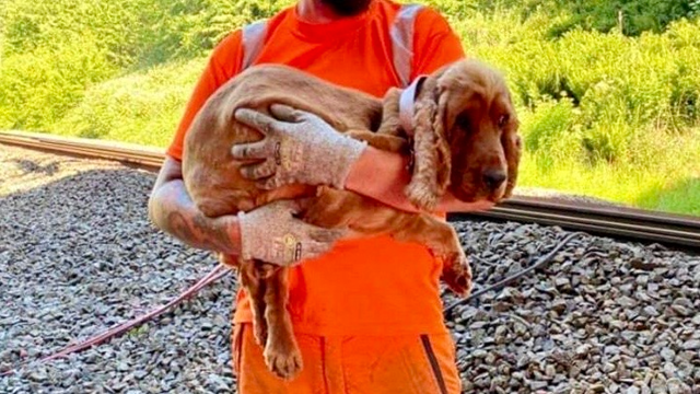 Runcorn Rover’s Return: Railway workers rescue couple’s missing pooch: Rover in contractor Eric Formby's arms