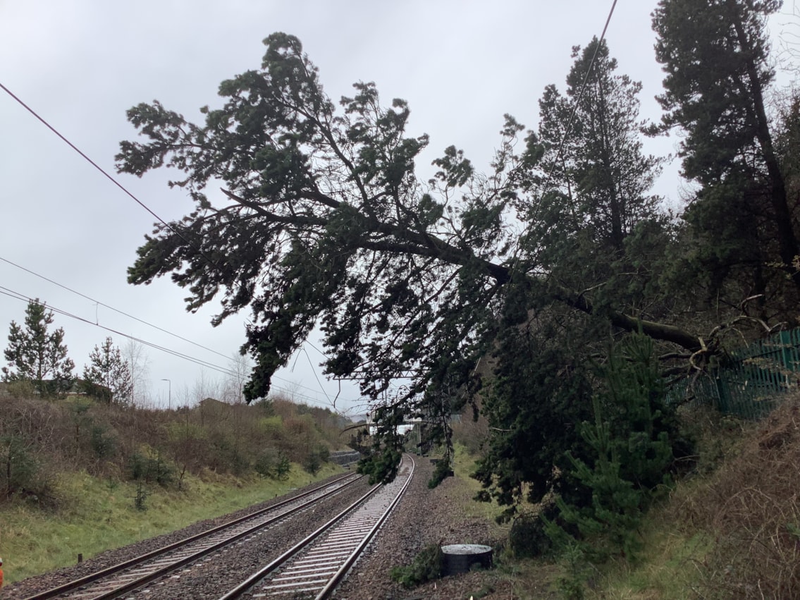 Tree down at Livingston