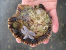 Native oyster and starfish - free use, credit NatureScot-2: Native oyster and starfish - free use, credit NatureScot-2