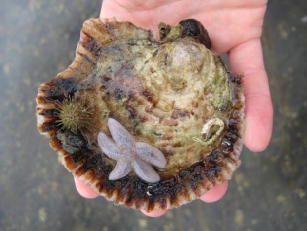 New guidance provides advice for native oyster restoration in Scotland: Native oyster and starfish - free use, credit NatureScot-2