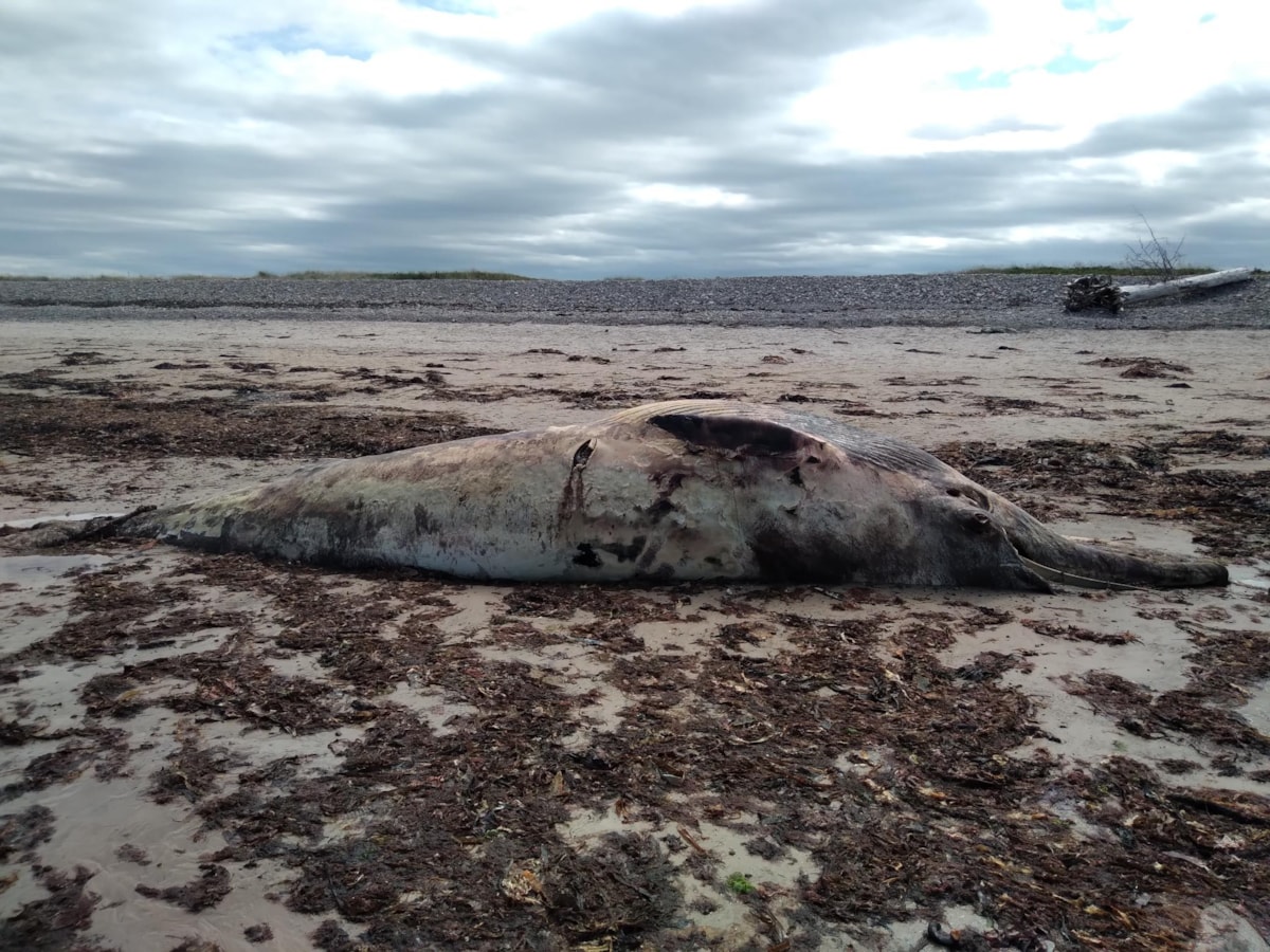 TRIGGER WARNING: Decomposing minke whale carcass on Lossiemouth West Beach.