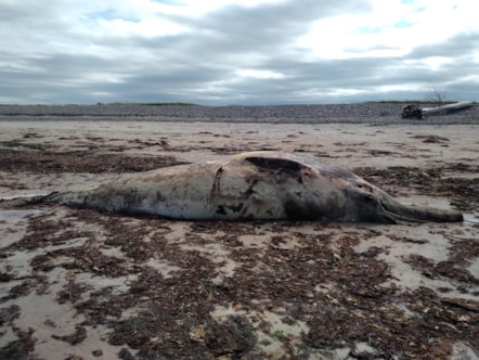 TRIGGER WARNING: Decomposing minke whale carcass on Lossiemouth West Beach.