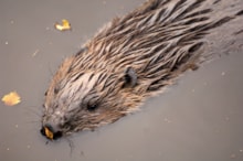 Eurasian beaver at Highland Wildlife Park - Lorne Gill: Eurasian beaver at Highland Wildlife Park - Lorne Gill