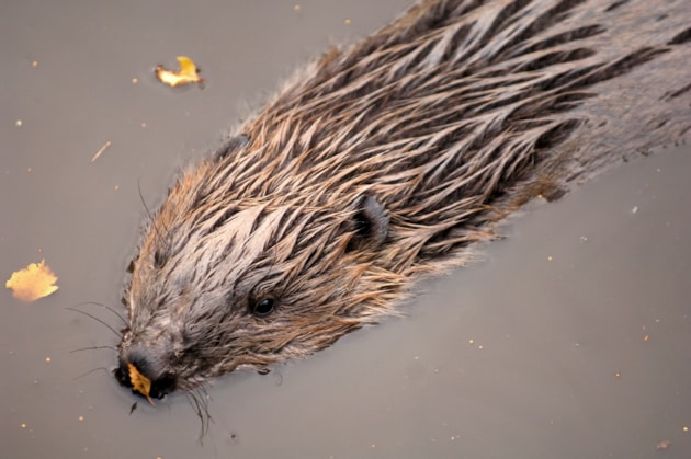 Eurasian beaver at Highland Wildlife Park - Lorne Gill