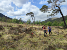 Glen Mallie Pinewood project. Image from Future Woodlands Scotland