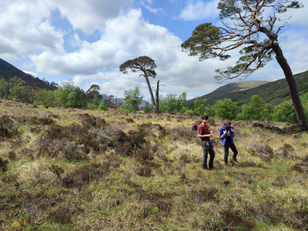 Glen Mallie Pinewood project. Image from Future Woodlands Scotland