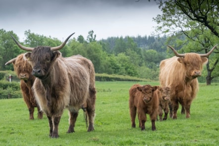 Highland calves Maisie and Ishbel with mums Ceo and Airgead, and dad Lewis at the National Museum of Rural Life. Photo © Chris James