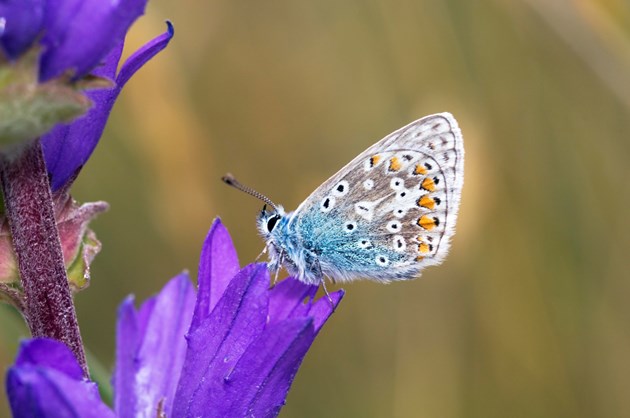 Common blue butterfly resting on a clustered bellflower: A common blue butterfly resting on a clustered bellflower