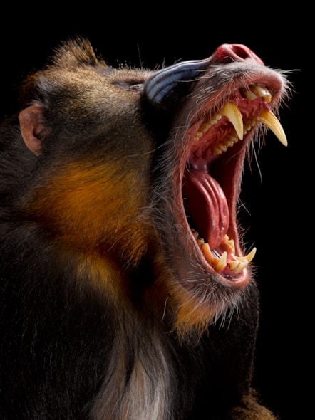 Mandrill. Copyright National Museums Scotland (2) (1)