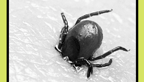 Campaign Toolkit - Lyme Disease