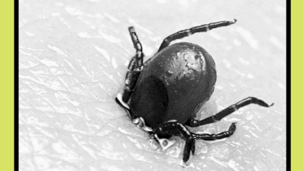Campaign Toolkit - Lyme Disease