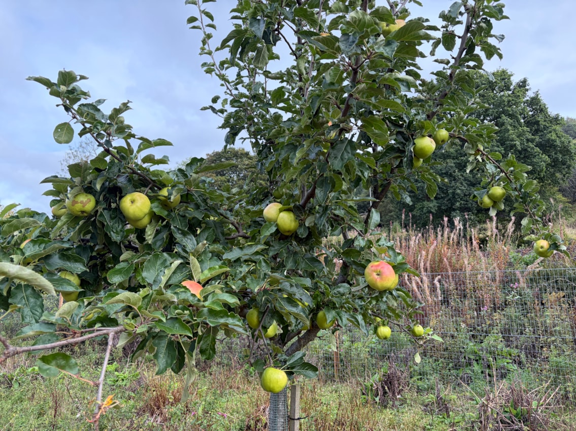 Barnhill Orchard 18.09.25-5