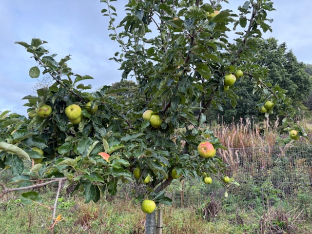 Barnhill Orchard 18.09.25-5: Barnhill Orchard 18.09.25-5