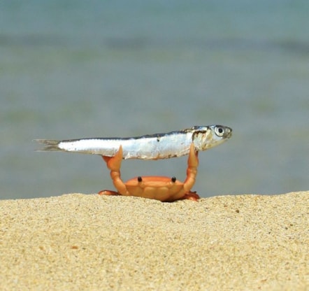 crab