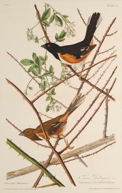 Print depicting Torvee Buntings from Birds of America, by John James Audubon. Image © National Museums Scotland