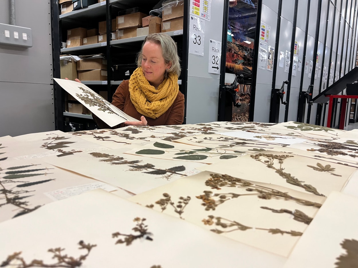 Dead Plant Society: Curator Clare Brown with just a few of the city’s vast collection of precious herbarium sheets was collected by botanists and horticulturalists over the past 200 years, with many of the fragile plants gathered in parks and grassland in east Leeds.
Stored at the Leeds Discovery Centre, the plants are now set to be studied by people living and working in the same area where they once grew, connecting their communities and ecosystems through time.