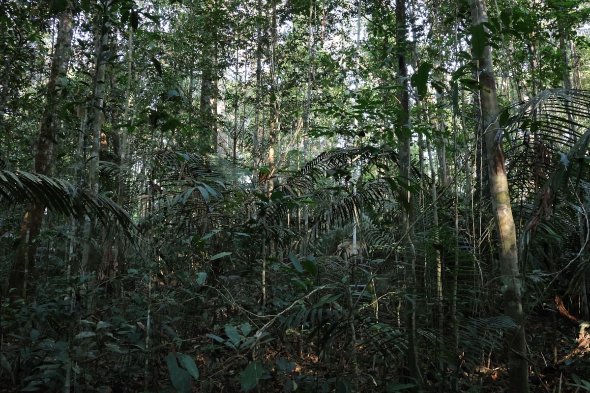 University of Cumbria academic contributes expertise on seed dispersal to new Amazon rainforest study-7