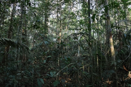 University of Cumbria academic contributes expertise on seed dispersal to new Amazon rainforest study-7