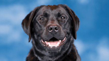 Smoky, USAA K9 Ambassador and Chief Pawsitivity Officer