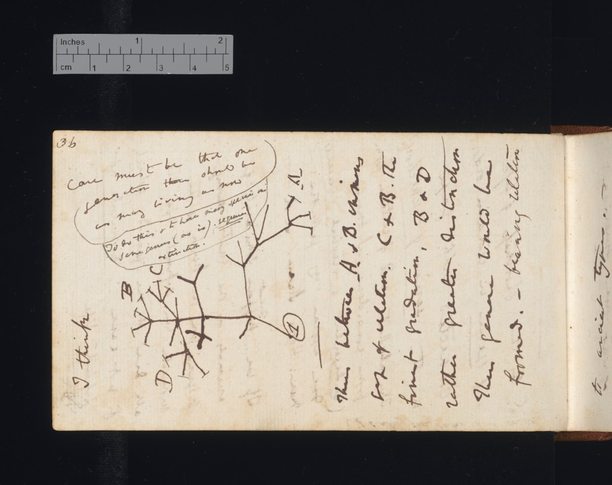 Image 1. Tree of life diagram in Notebook B, CUL MS DAR 121