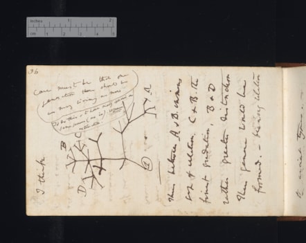 Image 1. Tree of life diagram in Notebook B, CUL MS DAR 121