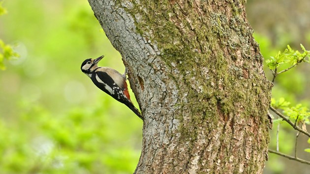 Scotland’s terrestrial breeding bird numbers show effects of climate change: NatureScot-338