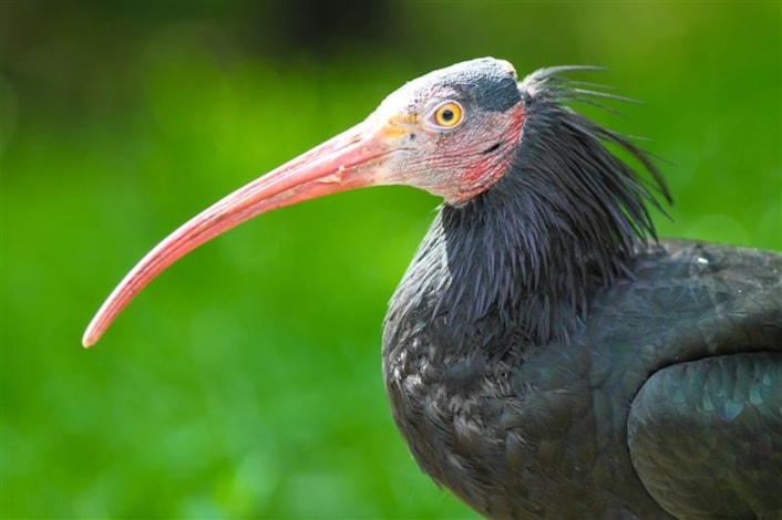 Northern Bald Ibis: Northern Bald Ibis