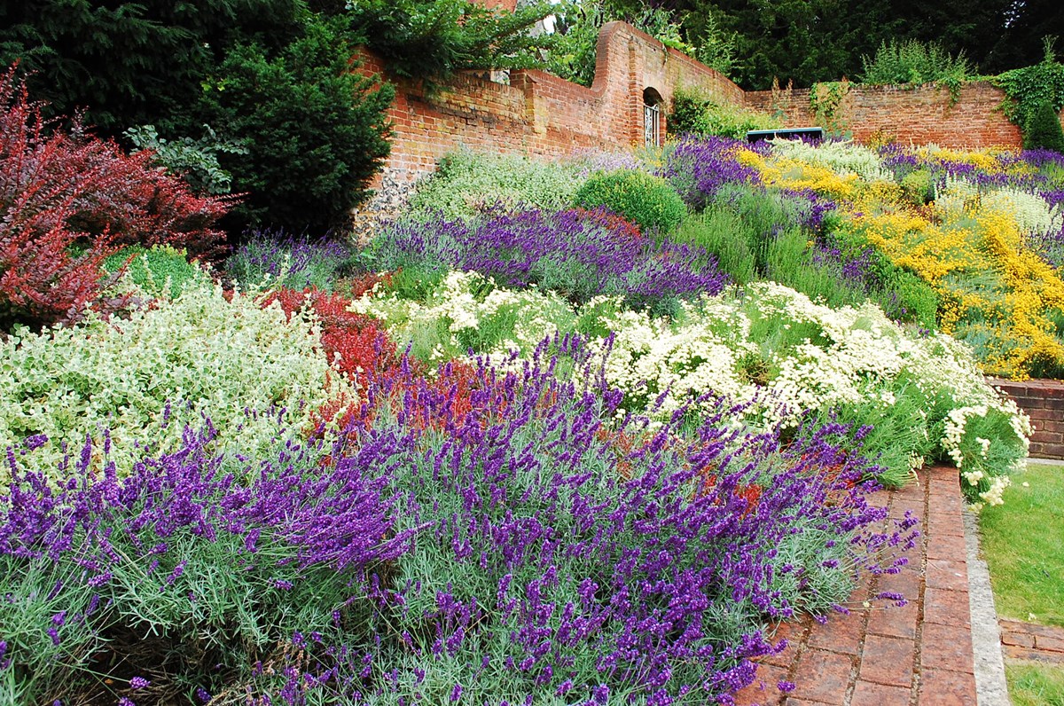 Caversham Court Gardens flower bed with lavender