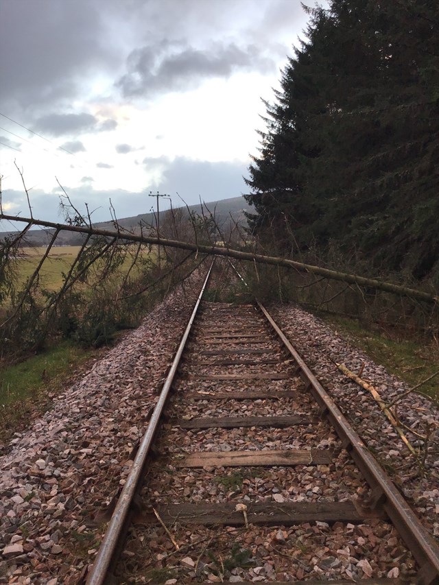 Tree on line -Tain Jan 29