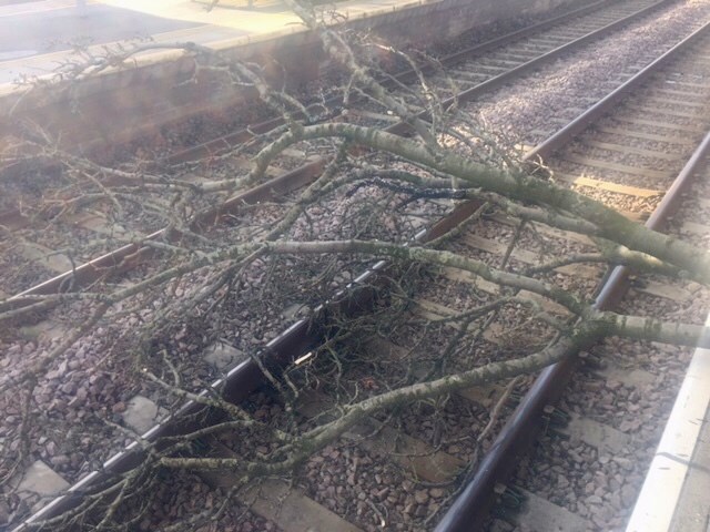 Tree bough left strewn on the tracks at Roby station