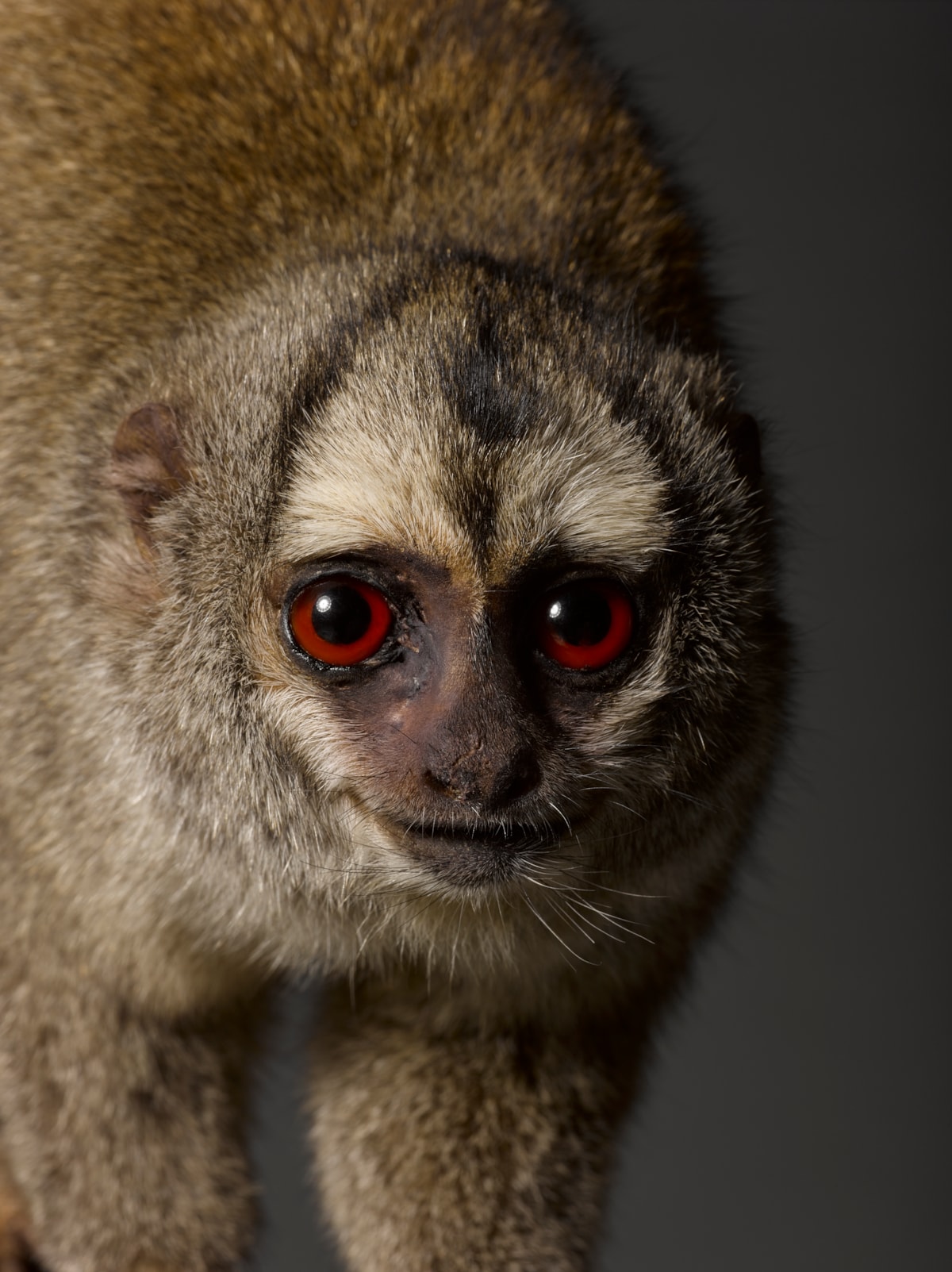 Grey-legged doroucouli. Copyright National Museums Scotland (1)