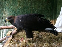 C19, the eagle which died. Credit: South of Scotland Golden Eagle Project