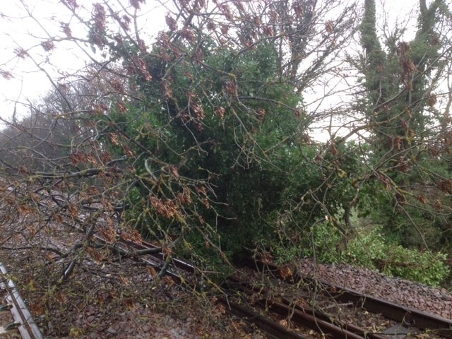 Fallen tree at South Milford following high winds: 5 December 2013