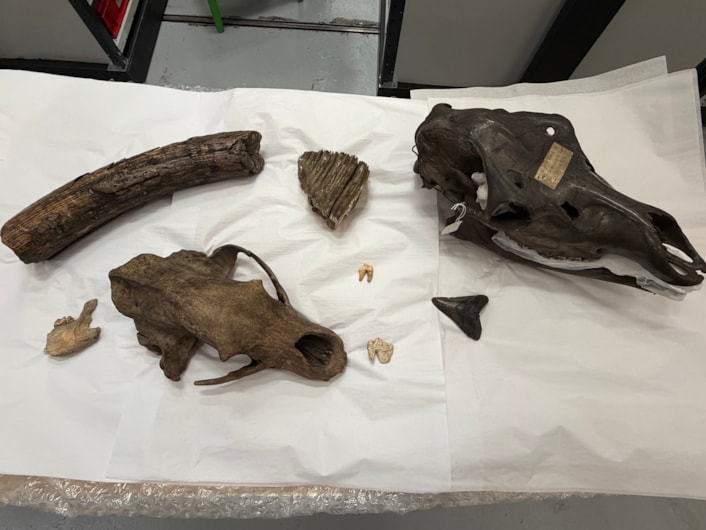 Ice Age remains-12: As well as predators, curators have also been cataloguing the remain of other ancient animals including the skull of a giant Irish elk and a mammoth tusk and tooth.