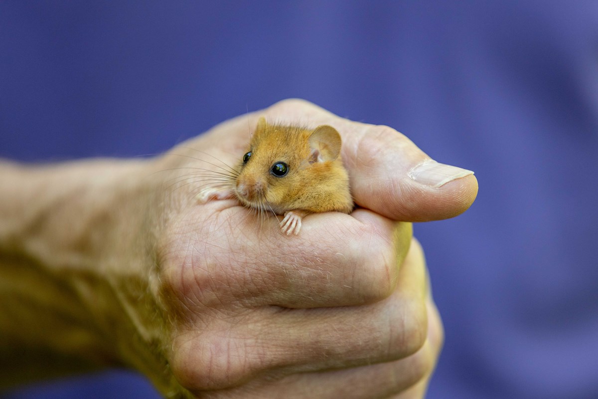 hazel dormouse in hand close up, Jago Miller