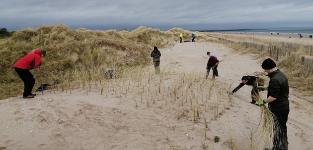 Dune planting at West Sands, St Andrews - credit St Andrews Links Trust