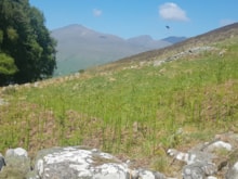 Pearl-bordered Fritillary habitat 2 credit Anthony Mccluskey: Pearl-bordered Fritillary habitat 2 credit Anthony Mccluskey