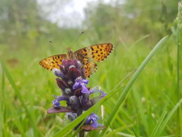 Pearl-bordered fritillary habitat credit Anthony Mccluskey: Pearl-bordered fritillary habitat credit Anthony Mccluskey