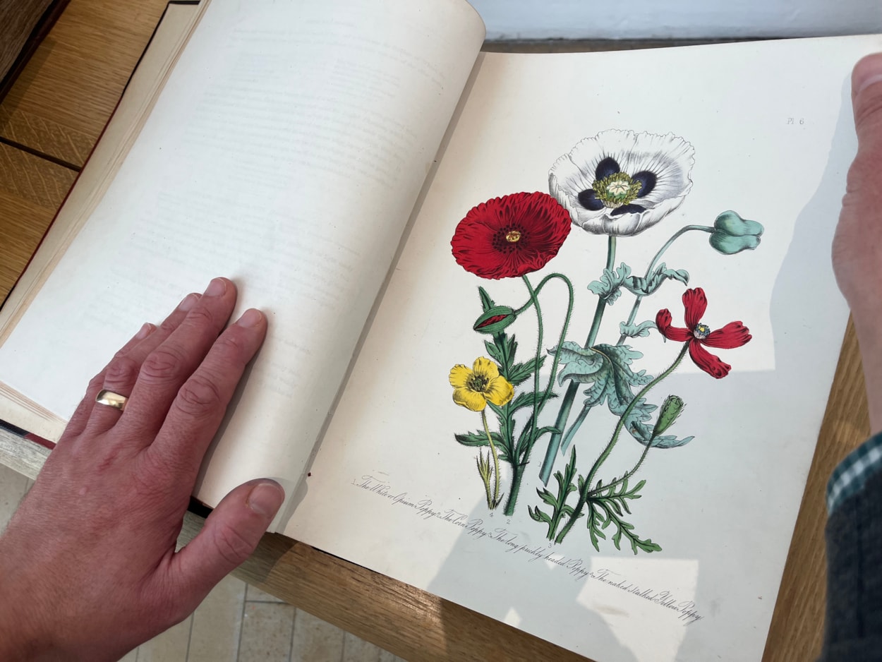 Unearthed at Leeds Central Library: On display as part of the free exhibition is a fascinating collection of beautifully illustrated manuals, compiled by some of history’s most esteemed horticulturalists.
Between their antique covers can be found centuries of accumulated wisdom about the best ways to grow fabulous fruit and vibrant veg as well as colourful flowers and fragrant herb patches.
Among the treasured tomes on display are a series of stunning illustrated guides to British flowers, such as Jane Loudon’s British Wild Flowers, written in around 1850, pictured here.